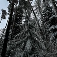 Winterwald mit SchneeIII_Markus Koch.jpg