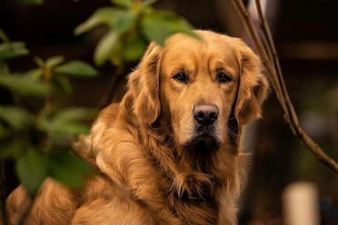 Golden Retriever, Beispielbild