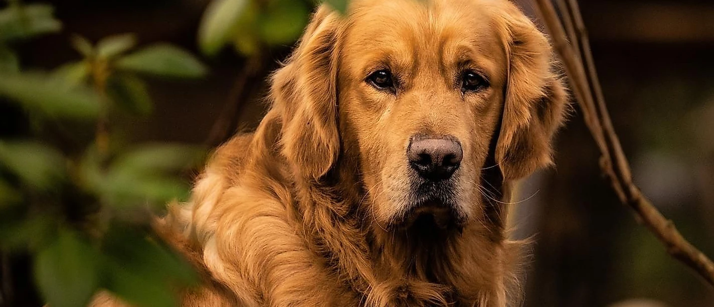 Golden Retriever, Beispielbild