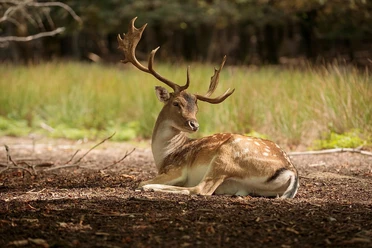Wildpark Tiergarten Weilburg