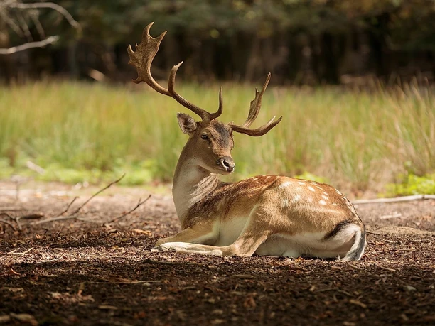 Wildpark Tiergarten Weilburg
