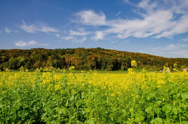 Rapsfeld am Wanderweg