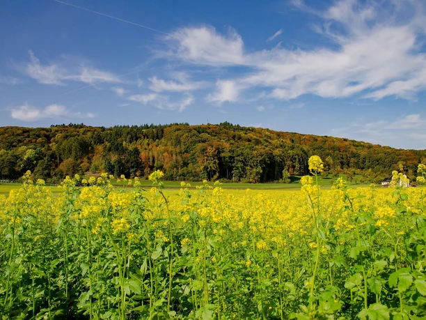 Rapsfeld am Wanderweg