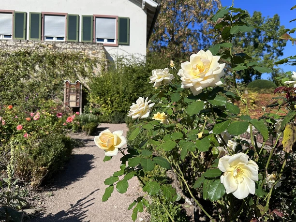 Amtsgarten Amtsgarten