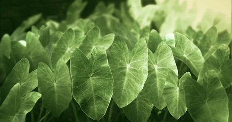 Resonances of leaves