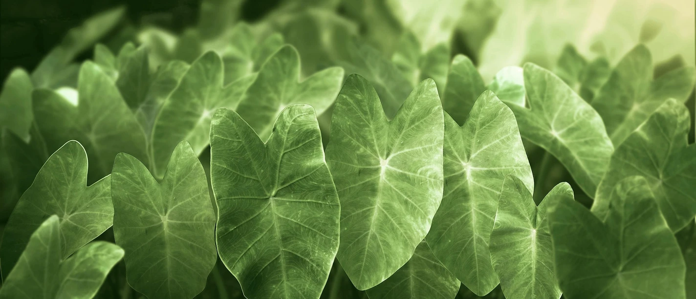 Resonances of leaves