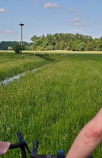 Radfahrende an den Queichwiesen