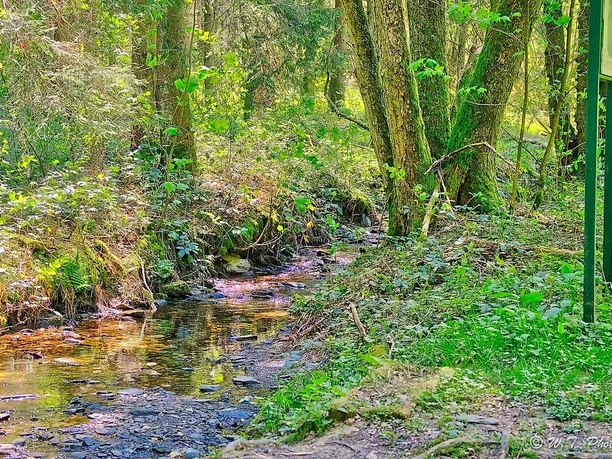 Bachlehrpfad entlang des Selbachs