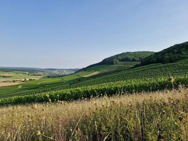 Weinberge in Oberemmel (2)