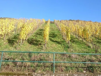 Moselweinberge