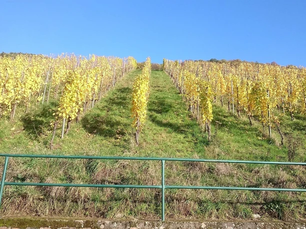 Moselweinberge