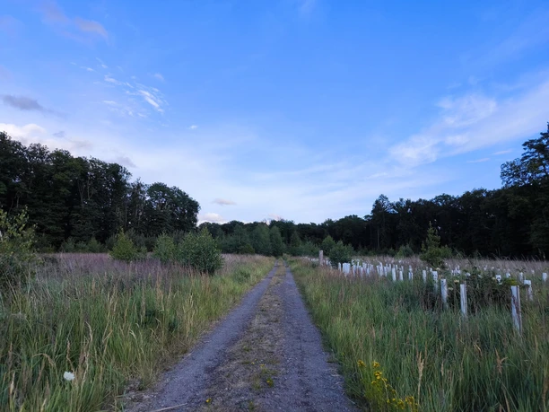 Weg auf der Mönchsheide