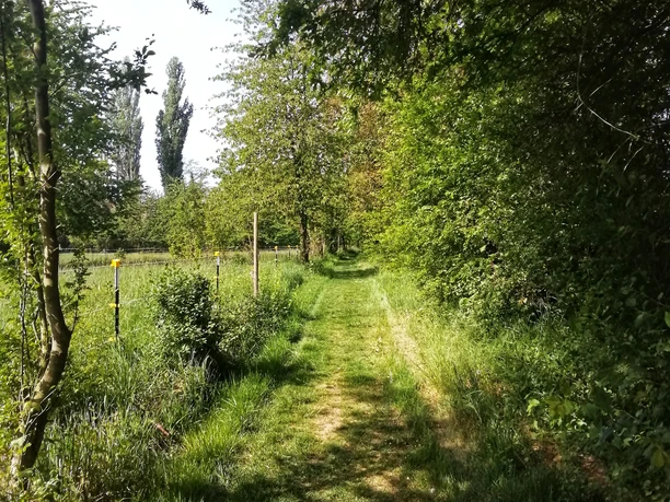 Auf diesem Pfad geht's bald in die Weinberge