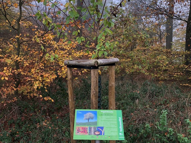 Baum des Jahres 2019 Baum des Jahres 2019