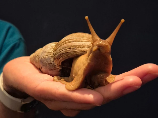 Achatschnecke_