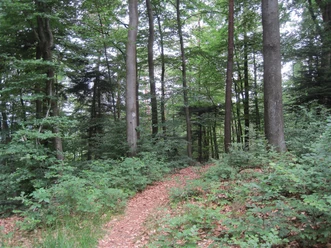 Pfad zur Silzer Linde