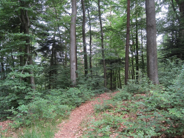 Pfad zur Silzer Linde