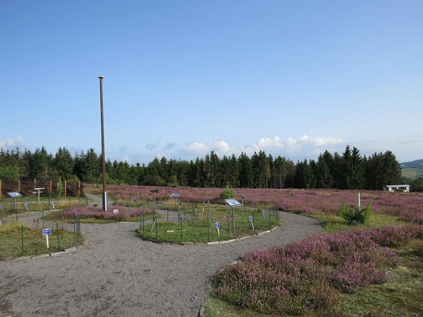Der Heidegarten auf dem Wabelsberg