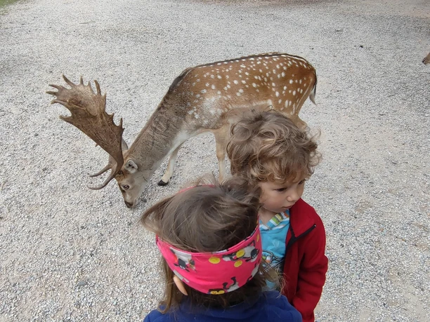 Hochwildpark Kommern1