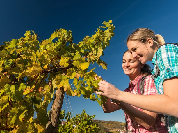Weinbergführung