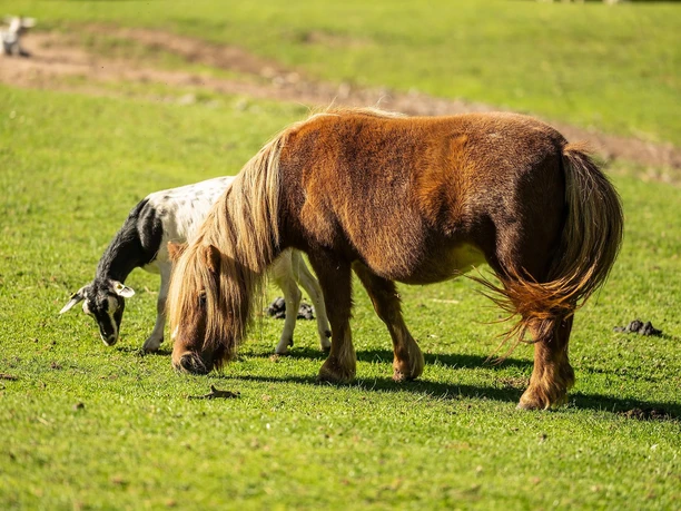 Pferd