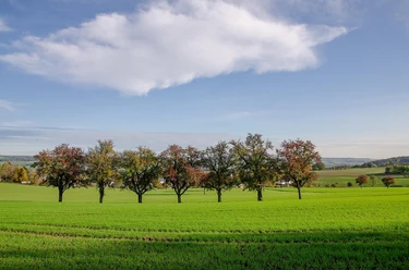 Schöner Blick über die Obstbaumwiesen