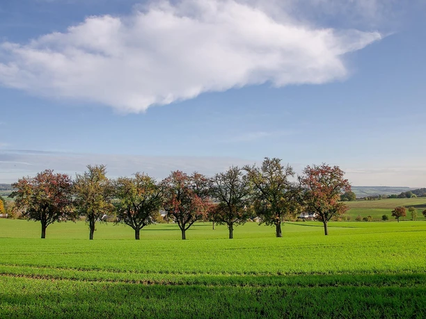 Schöner Blick über die Obstbaumwiesen