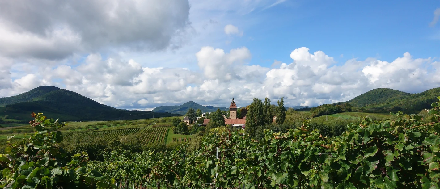 Ausblick von der Weinlage auf den Geilweilerhof