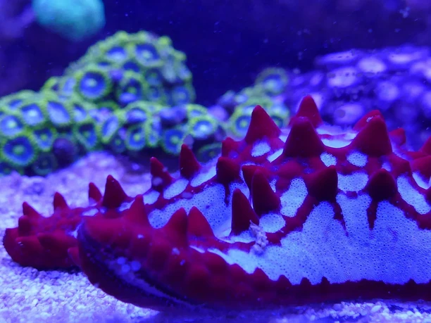 Korallen in allen Formen und Farben