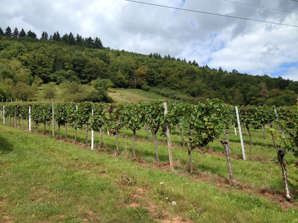 Weinberge Gräfenhausen