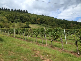 Weinberge Gräfenhausen
