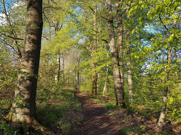 Rundwanderweg Leimen