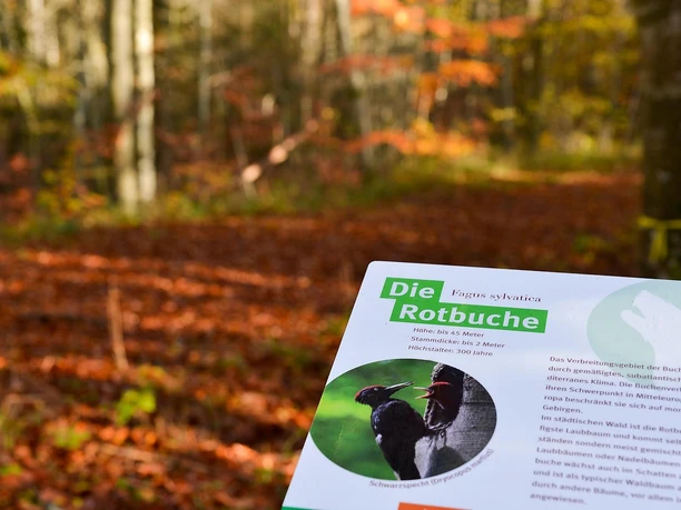 Die Rotbuche - Infotafel auf dem Wolfspfad