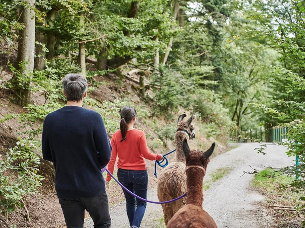 Wandern mit Lamas und Alpakas