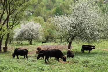 Beweidungsprojekt Gräfenhausen
