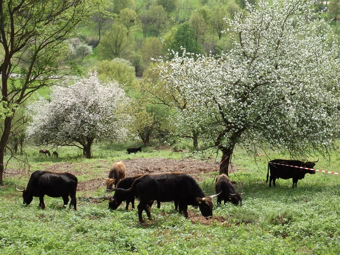 Beweidungsprojekt Gräfenhausen