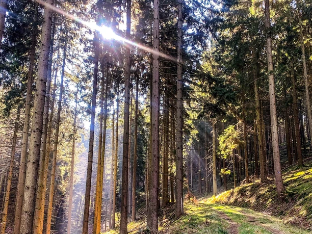 Giebelwald