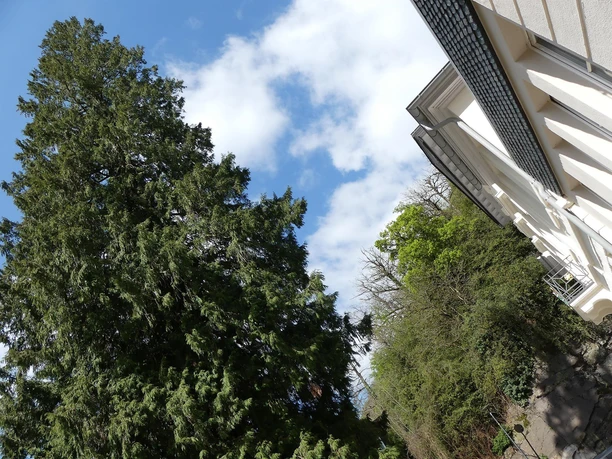 Lebensbaum im Kurfürstlich Schlößchen