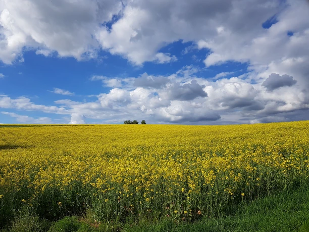 Rapsfelder am Panoramaweg bei Donsieders