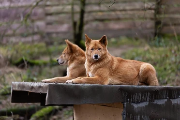 Dingos