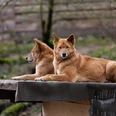 Dingos