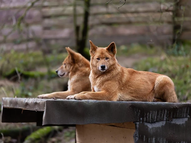Dingos
