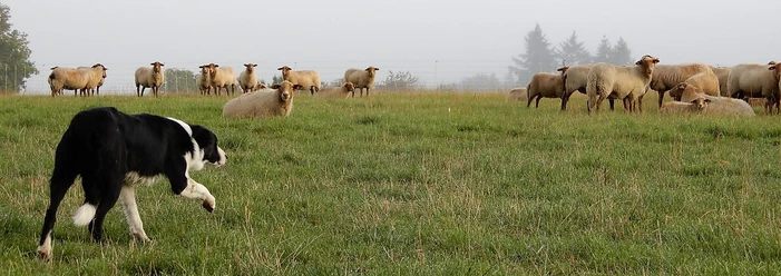Schafherde mit Hütehund