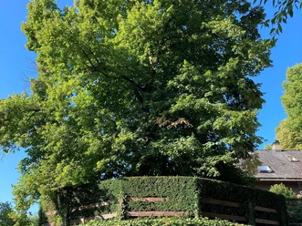Wilhelmslinde