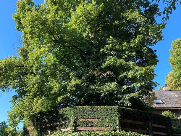 Wilhelmslinde