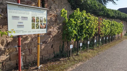 Rebenlehrpfad am Geilweilerhof