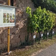 Rebenlehrpfad am Geilweilerhof