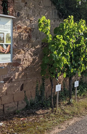 Rebenlehrpfad am Geilweilerhof