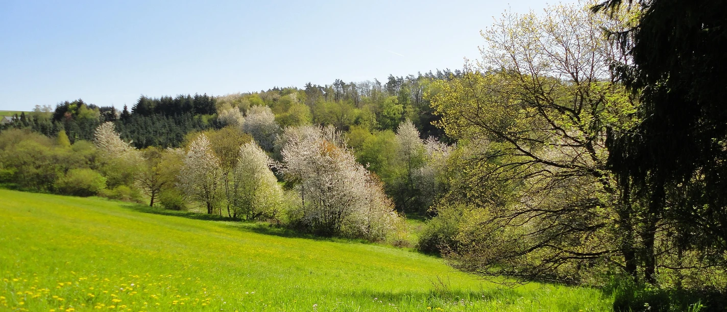 Schauren Schauren