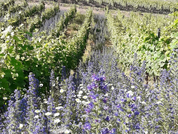 Weinberge mit Blumen